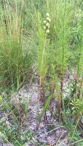 Image result for Orthochilus