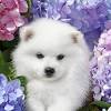 Because contact with some flowers and plants can cause reactions varying from an itch to death, it is best to teach your dog not to eat plants and flowers. Https Encrypted Tbn0 Gstatic Com Images Q Tbn And9gcskyj2jm7yvdwlzl Vswb91xa1aren Gaidwumatc Gvmumpmxl Usqp Cau