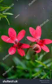 Image result for Freesia laxa