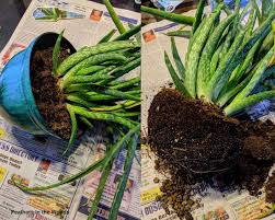 Mature aloe vera plants produce pups, also called offshoots or offsets, which are clones that grow from the parent plant. How To Separate Aloe Pups Feathers In The Woods