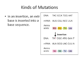 Genetic mutations pogil answer key genetic mutations pogil. What Is Insertion In Dna