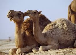 Although the samsung galaxy note 7 is the most famous example of a malfunctioning battery in a device, there are several different health concerns to. Camel Wool Blanket The Pros And Cons Of Camel Fluff Which Is Better Sheep Or Camel