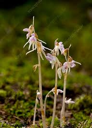 Image result for Epipogium