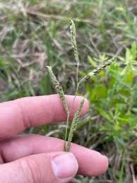Image result for Paspalum plicatulum