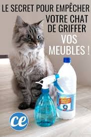 Epingle Sur Chat Conseils Astuces Et Info