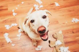 Search, compare, and book amazing vacation rentals with pool, wifi and garden. Pet Friendly Vacation Rentals The Way Forward
