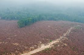 Ministri kehutanan di indonesia sudah mengambil beberapa tindakan untuk mengurangi penebangan hutan. Bagaimana Hutan Pulih Setelah Penebangan Jaringan Kemitraan Baru Coba Temukan Jawaban Cifor Forests News
