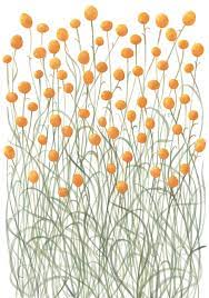 Billy Buttons Fine Art Print Billy Buttons Fine Art Prints Earth Illustration