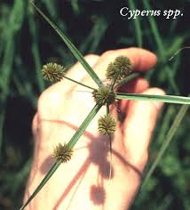 Image result for Cyperus