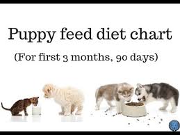 Pet Care Puppy Feed Diet Chart For First 3 Month 90 Days Bhola Shola