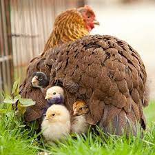 Pin Di Alessandra B Su Amici Animali Animali Domestici Pollai Natura