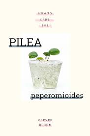 How To Care For Pilea Peperomioides Clever Bloom Plants Pilea Peperomioides Shade Plants