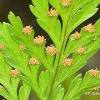 Davallia (deersfoot fern, hare's foot fern, shinobu fern, rabbit foot fern, ball fern) is a genus of about 40 species of fern. 1