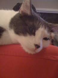 The most important use of corn is the one that is centuries old. Human Foods That Cats Can Eat Petswelcome Com