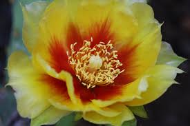 Christmas cacti are available in a wide array of colors including magenta, yellow, purple, white, pink, and orange. Canadian Wildlife Federation Cacti Of Canada