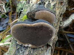 Image result for Phellinus rimosus