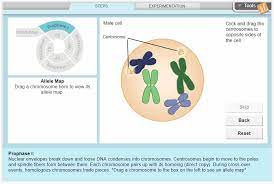 Solve the anagrams and cryptic clues. Explorelearning On Twitter New Gizmo Alert Take Ss Through The Steps Of Meiosis W Our Latest Elgizmos Challenge Them To Create Designer Fruit Fly Offspring And More Edtech Stemed Scichat