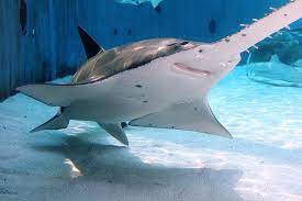Shark Lagoon, Aquarium of the Pacific | Freshwater Sawfish! | Duy Tran Duc  | Flickr