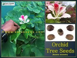 Image result for Bauhinia monandra