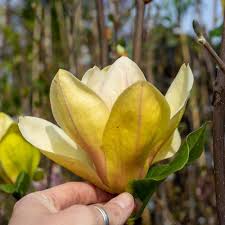 Image result for magnolie sunsation