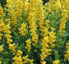 Image result for Indigofera podocarpa