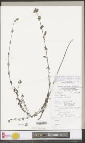 Image result for Achyrospermum ciliatum