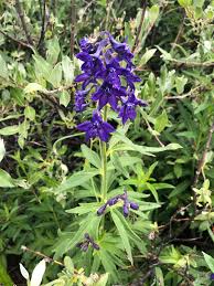 Image result for Diaphananthe lebelii