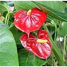 With attractive shiny and bright red heart shaped flowers and contrasting dark green foliage this the allura anthurium from costa farms bears valentine s day shaped red flowers and leaves. Pin On Plant Holders