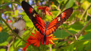 Check spelling or type a new query. Thousands Of Butterflies At Butterfly World Florida Bug Zoo Botanical Garden Crazy Bridge Youtube
