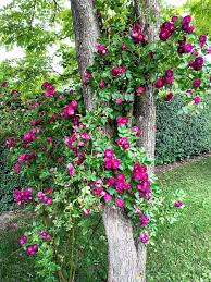 Best clematis for climbing trees. Yes You Can Let Vines Climb Trees Laidback Gardener