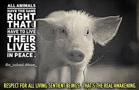 Kingpinner Bobbyginnings Vegan Animals Vegan Memes Cute Animals