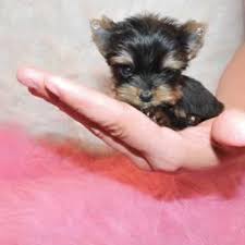 The teacup yorkie puppies for sale near me need to follow a strict feeding schedule and also need professional. Yorkie Puppies Sale Teacup Yorkies Parti Chocolate Golden Yorkshire Terriers