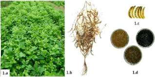 Image result for Macrotyloma africanum