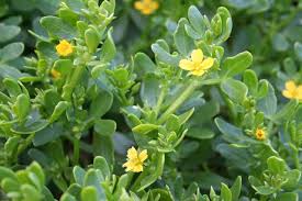 Image result for Zygophyllum cuneifolium