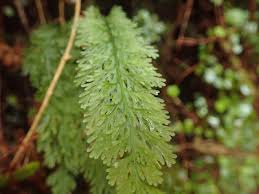 Image result for Abrodictyum