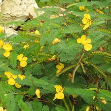 Image result for Chamaecrista