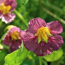Pin On Flower Garden