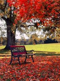 Download Red Tree Mobile Wallpaper Mobile Toones Red Tree Mobile Wallpaper Wallpaper