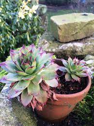 We decided to give her a chance and administer first aid. Hen And Chicks All About These Popular Succulents Hgtv