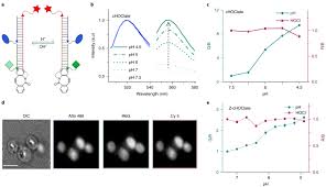 A Dna Based Fluorescent Reporter Maps Hocl Production In The Maturing Phagosome Nature Chemical Biology