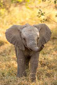 baby ellie animals elephants photos animals beautiful