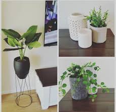 Kmart Plants Decorating Green Interiors Indoor Plants Home Hacks