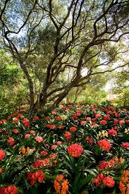 Image result for clivia