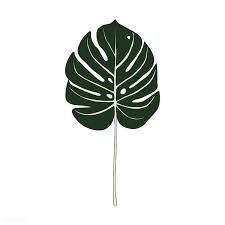 Illustration Of Split Leaf Philodendron Free Image By Rawpixel Com Philodendron Plant Illustration Illustration