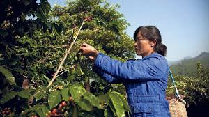 Kaffee Aus Den Wolken Nzz Kaffee Pflanzen In China
