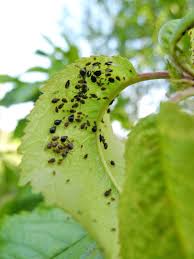 These small pests likely belong to a family of bugs called flea beetles. Black Cherry Aphid Information Learn About Signs Of Black Cherry Aphids