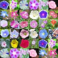 Amazon Com Morning Glory Mix Over 20 Different Varieties 100 Seeds Flowering Plants Garden O Morning Glory Flowers Morning Glory Plant Flowering Vines