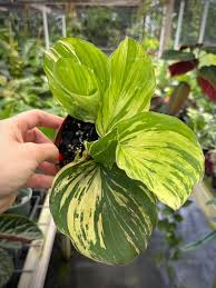 Image result for Vangueria sp.