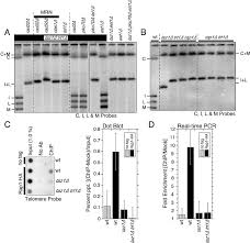 Bu sene ilk kez 32 takımın 6 grupta mücadele edeceği kupanın açılış seremonisi trt 1'den canlı yayınlanacak. Determination Of Genes Required For Telomere Maintenance In Taz1 Trt1 Download Scientific Diagram