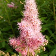 Image result for Spiraea billardii
